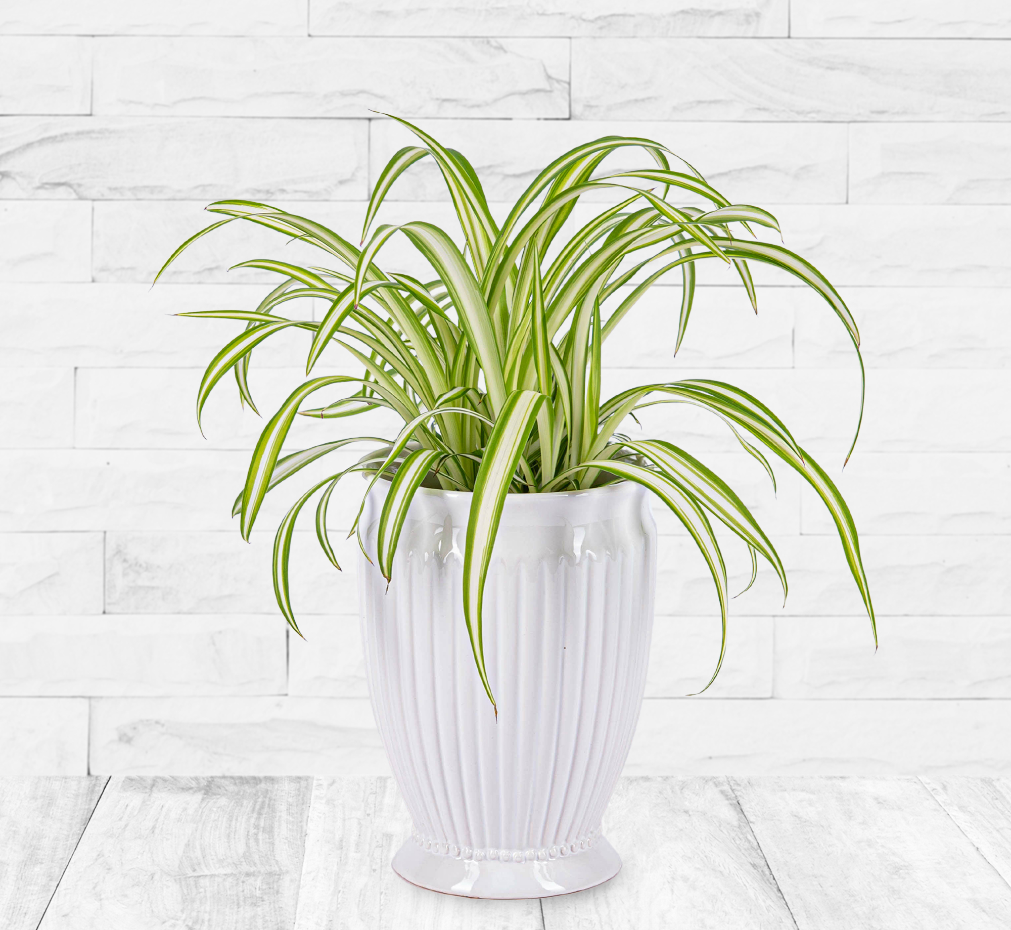 Product: Spider Plant (Chlorophytum comosum)
